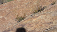 Deinandra minthornii