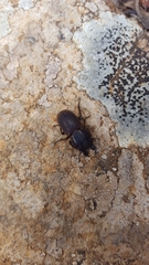 Lucanidae