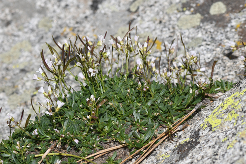 Boechera shevockii