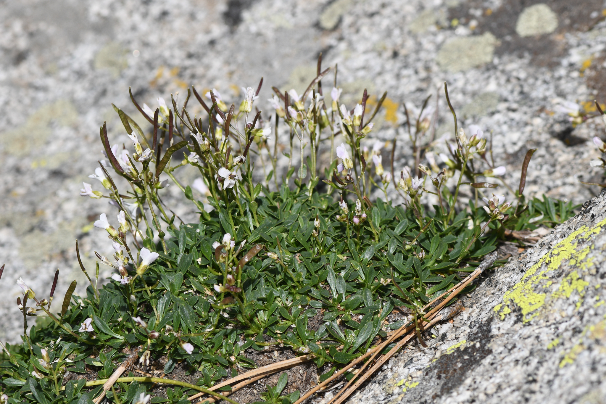 Boechera shevockii