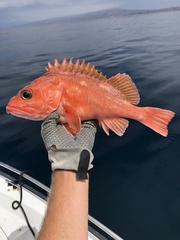Pink Rockfish photo 1