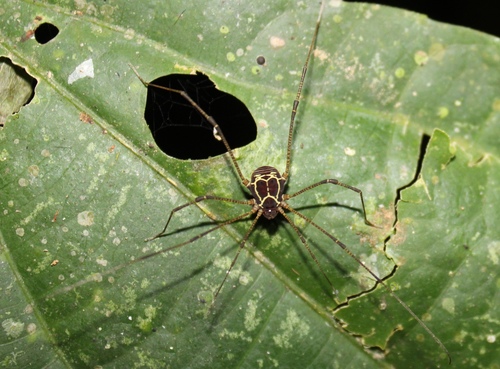 Cynorta discreta · NaturaLista Mexico