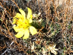 Deinandra minthornii