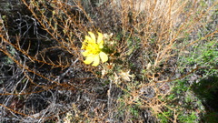 Deinandra minthornii