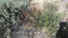 Deinandra minthornii