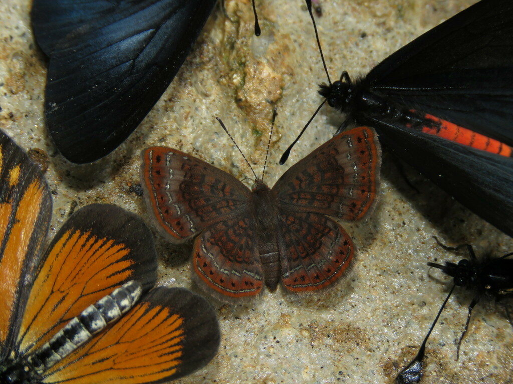Calephelis browni
