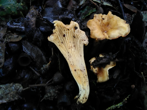 Cantharellus alborufescens — (c) Davide Puddu, some rights reserved (CC BY)