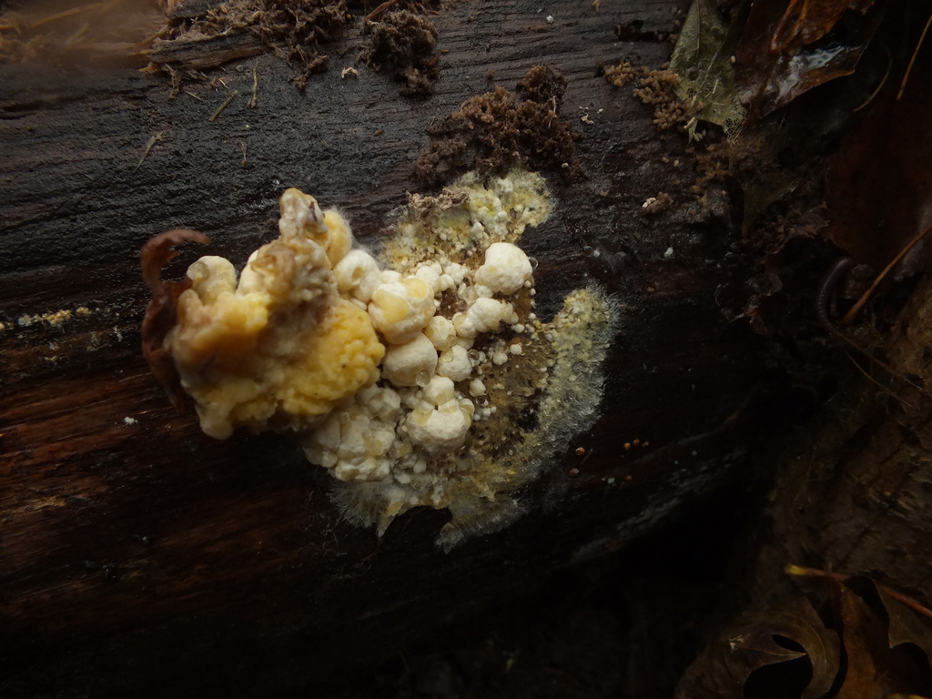 Nodulisporium cecidiogenes