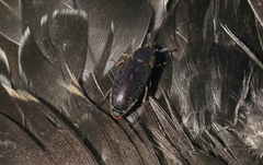Dermestes maculatus