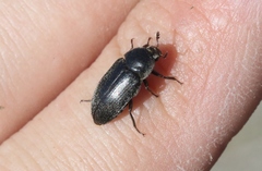Dermestes maculatus