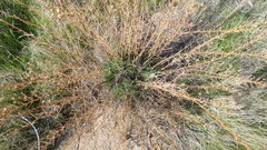 Deinandra minthornii