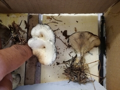 Clitocella popinalis