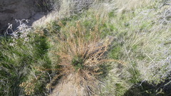 Deinandra minthornii