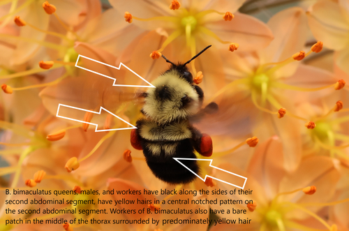 Two-spotted Bumble Bee, photo 2 of 10