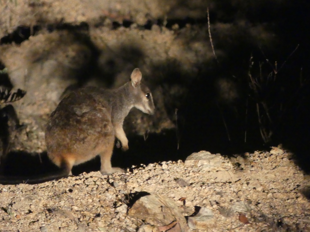 Sharman's Rock Wallaby
