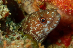 Uropterygius xanthopterus