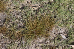 Fimbristylis polytrichoides