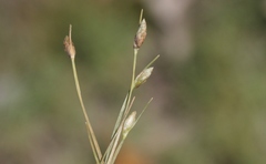 Fimbristylis polytrichoides