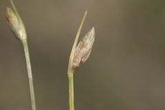Fimbristylis polytrichoides