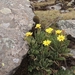 Senecio schultzii - Photo (c) Jeff Chapman, some rights reserved (CC BY-NC), uploaded by Jeff Chapman