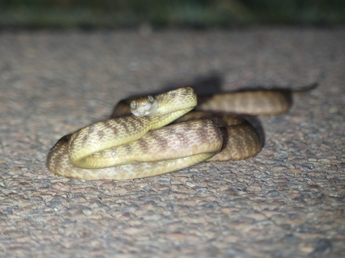 Brown Tree Snake sighting