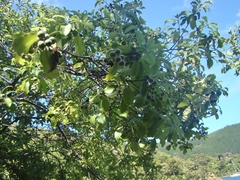 Pittosporum colensoi