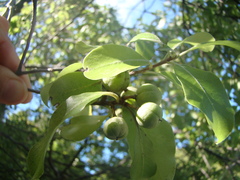 Pittosporum colensoi