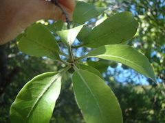 Pittosporum colensoi
