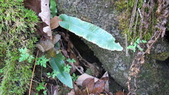 Asplenium scolopendrium americanum