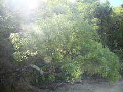 Pittosporum colensoi