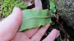 Asplenium scolopendrium americanum