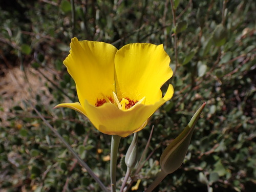 Image of Calochortus concolor by no rights reserved