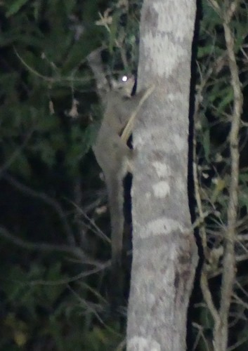 Petaurus gracilis