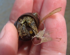 Pagurus novizealandiae