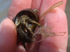 Pagurus novizealandiae