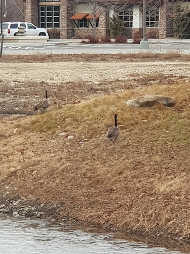 Canada Goose photographed in Idaho
