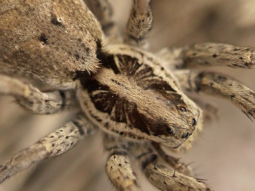 Radiated Wolf Spider