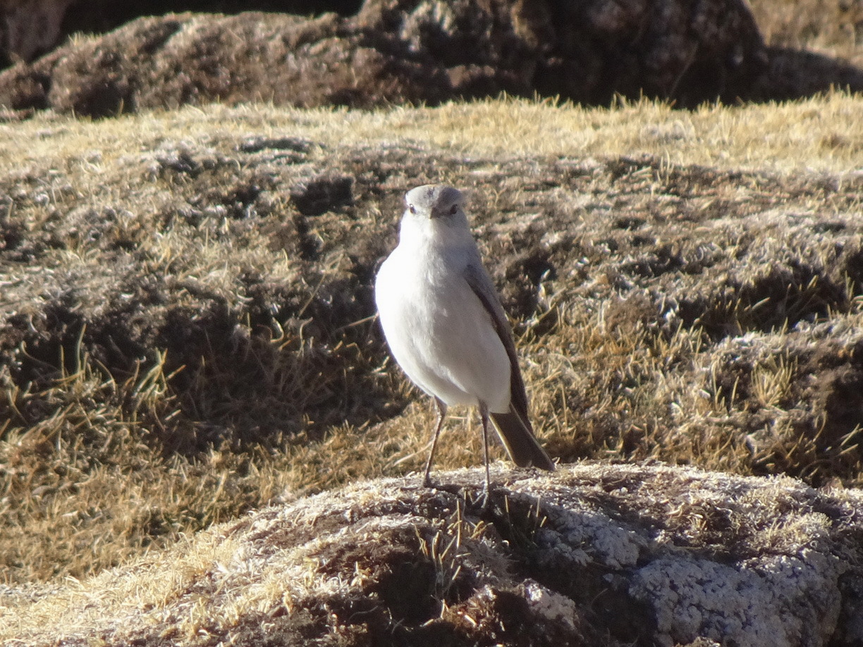 Puna Ground Tyrant (Muscisaxicola juninensis), photo 9
