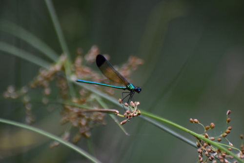 Sparkling Jewelwing photo 6