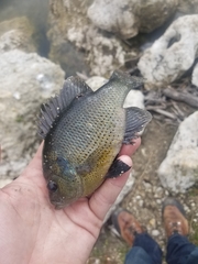 Lepomis punctatus