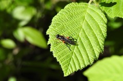 Chalcosyrphus vecors