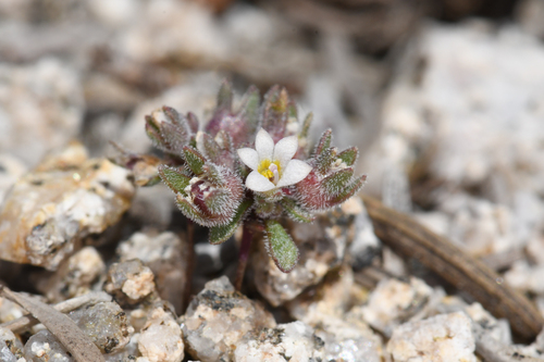 Twisselmann's nemacladus (Nemacladus twisselmannii)
