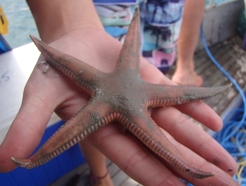 Astropectinidae