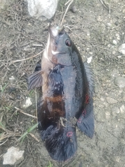 Astronotus ocellatus