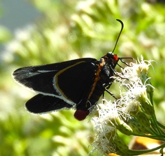 Mysoria affinis