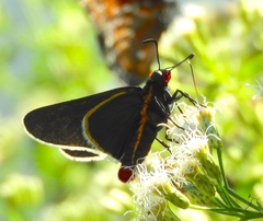 Mysoria affinis