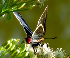 Mysoria affinis
