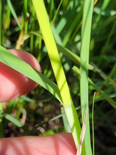 Image of Carex raynoldsii by (c) Konshau Duman, some rights reserved (CC BY)