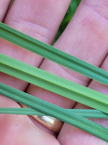 Image of Carex raynoldsii by (c) Konshau Duman, some rights reserved (CC BY)