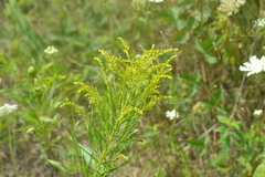 Solidago canadensis canadensis